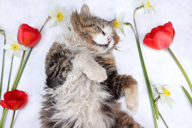 istock Sleeping fluffy cat in tulips on a sunny table. Minimal concept of spring and comfort, creative flower arrangement, background. Beautiful   greeting card. 1225868246