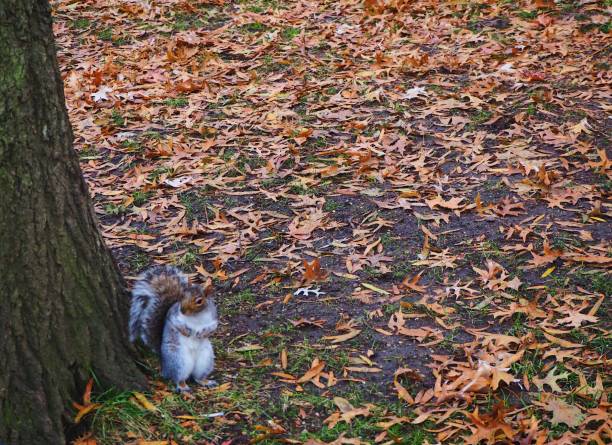Squirrel in Central Park, New York.