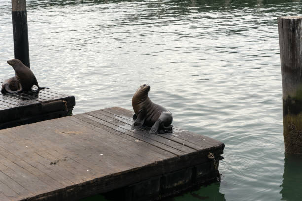 istock Seals on the Pier 39 in San Francisco 1225869392