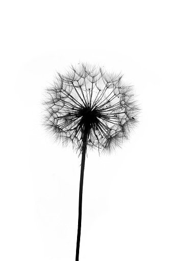 Dandelion isolated on white