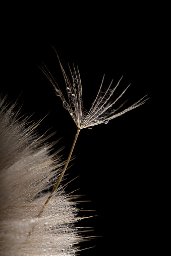 Dandelion Seed Head Black Background