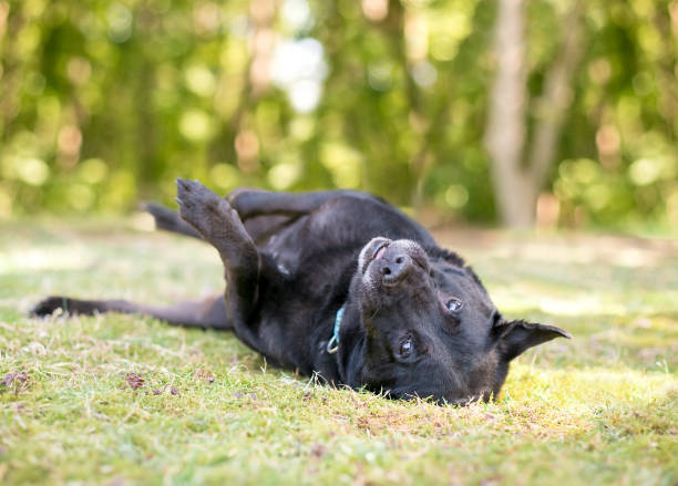 istock A happy black mixed breed dog lying on its back and rolling in the grass 1225869968