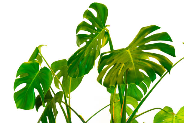 istock Monstera  green leaves 1225869998