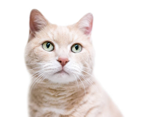 istock A buff tabby domestic shorthair cat with light green eyes on a white background 1225870056