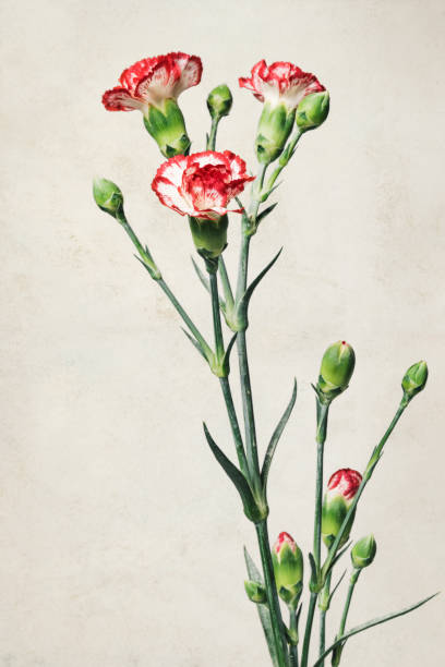 istock Red carnations in glass vase, natural decoration 1225870123
