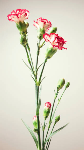 istock Close-up of red carnations, natural background 1225870785