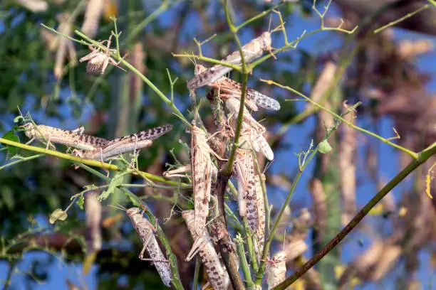 Photo of Locust swarm in Al Ain United Arab Emirates