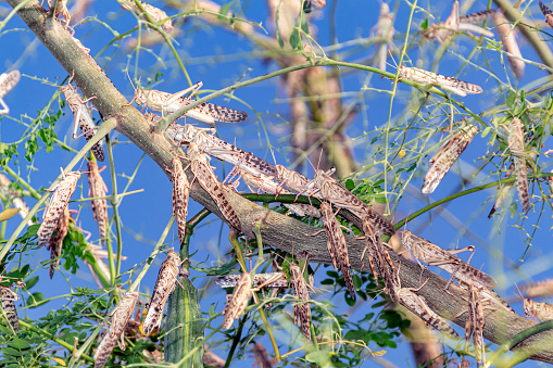 A locust swarm devouring a tree in Al Ain United Arab Emirates
