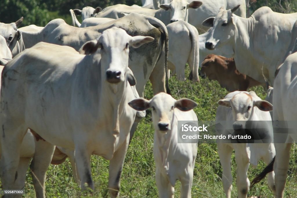 Sapi F Sapi Dan Anak Sapi Di Kawanan Nellore Foto Stok - Unduh Gambar Sekarang ...