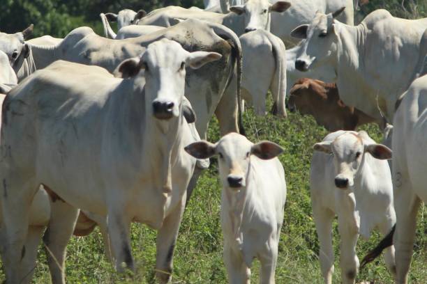 istock Cow and Calf in the Nellore Herd 1225871302