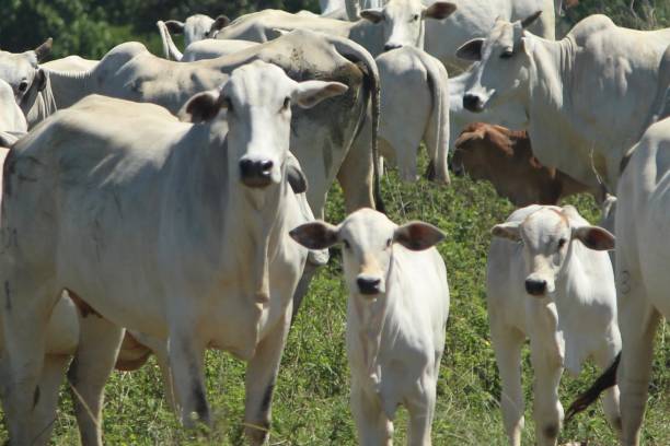 krowa i cielę w stado nellore - bydło zebu zdjęcia i obrazy z banku zdjęć