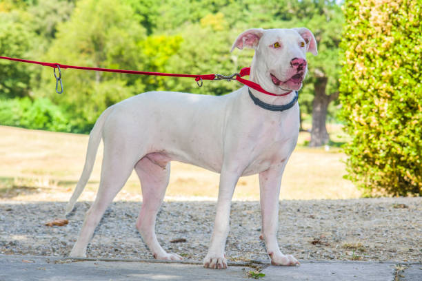 beautiful and sweet white dog with yellow eyes and pink nose gorgeous and sweet white dog with yellow eyes and pink nose in the countryside with red collar dogo argentino stock pictures, royalty-free photos & images