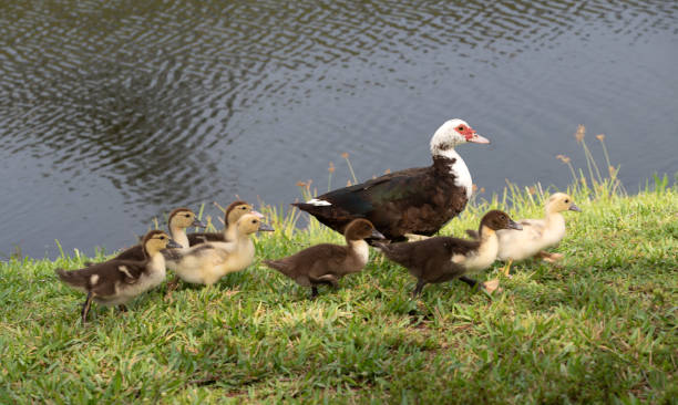 istock Muscovy Duck Mom and her Ducklings 1225872381