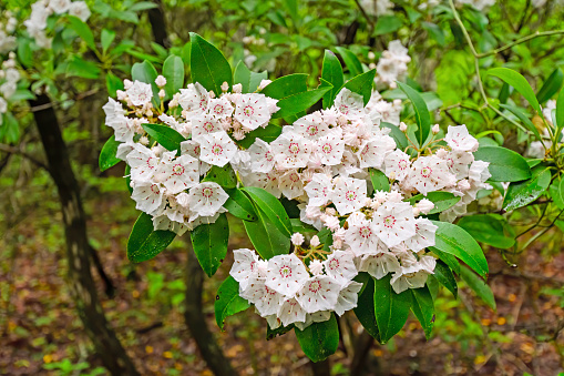 Mountain Laurel Blooming in the Spring along the Blue Ridge Parkway in North Carolina