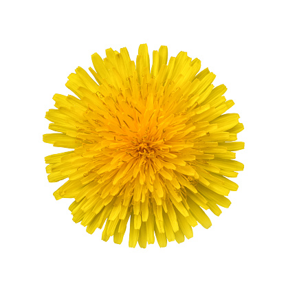 Dandelions on a white background