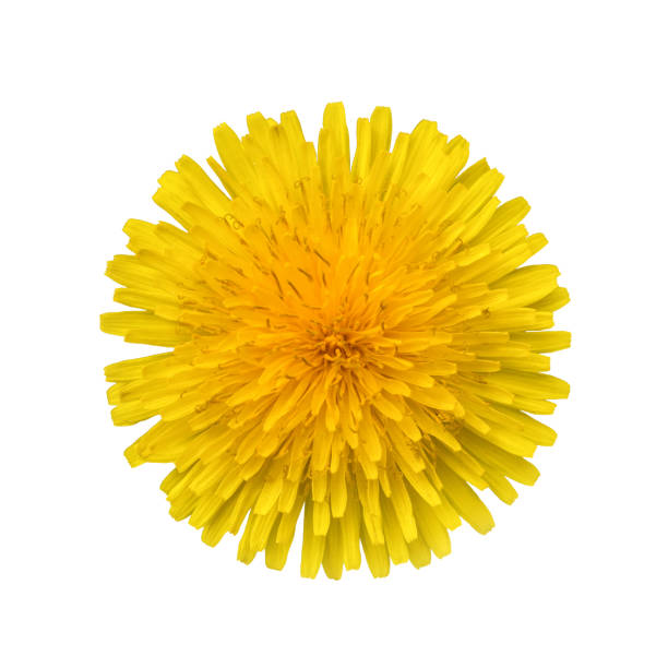 Yellow dandelion flower isolated on white background close-up Yellow dandelion flower isolated on white background close-up inflorescence stock pictures, royalty-free photos & images