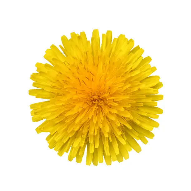 Photo of Yellow dandelion flower isolated on white background close-up