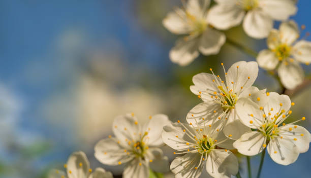 istock Cherry flowers on a background of blue sky close-up 1225874737