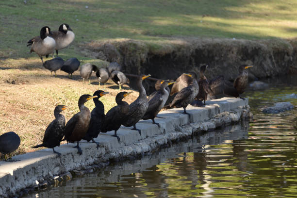 istock The birds meeting 1225875919