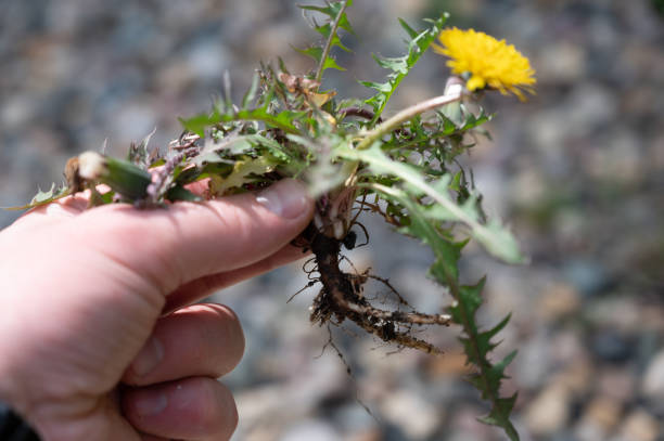 Caucasian had holding pulled dandelion with tap root attached Tools and methods to remove weeds dandelion root stock pictures, royalty-free photos & images