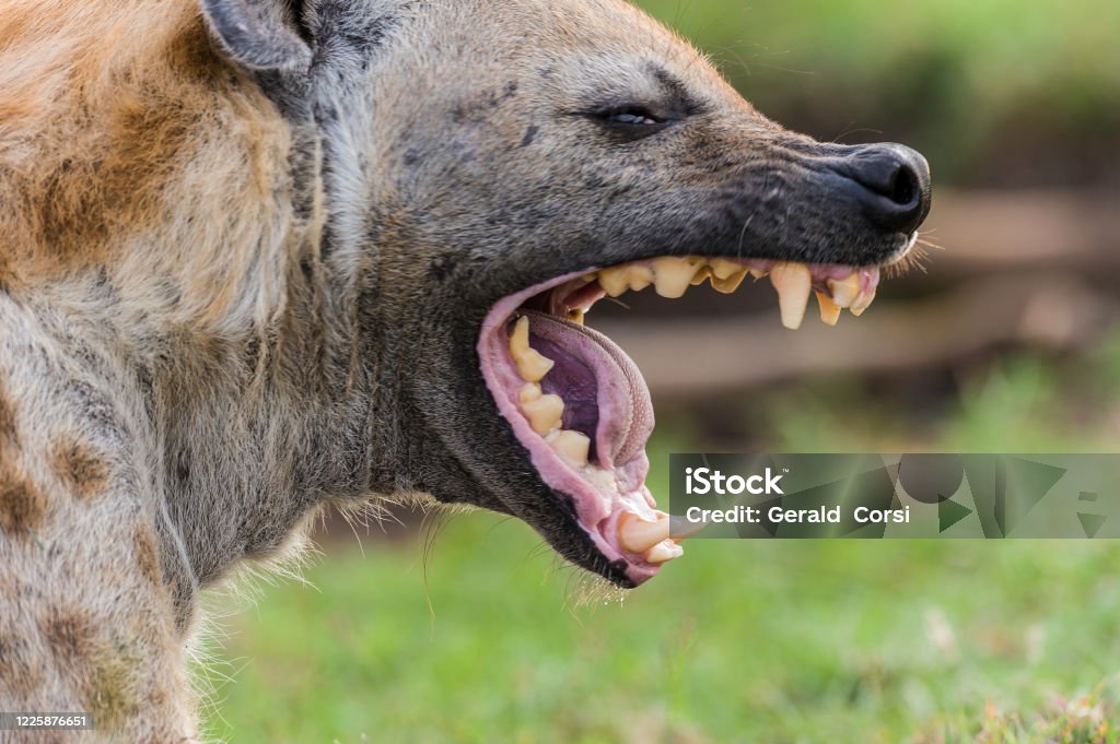 Teeth of The spotted hyena (Crocuta crocuta), also known as the laughing hyena or tiger wolf, is a species of hyena native to Sub-Saharan Africa. The spotted hyena (Crocuta crocuta), also known as the laughing hyena or tiger wolf, is a species of hyena native to Sub-Saharan Africa. Teeth Stock Photo