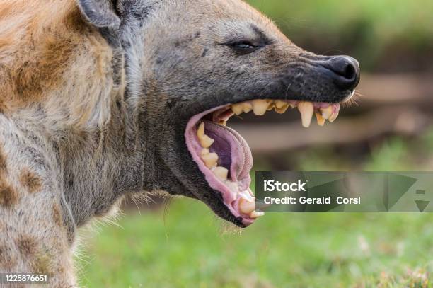 Teeth Of The Spotted Hyena Also Known As The Laughing Hyena Or Tiger Wolf Is A Species Of Hyena Native To Subsaharan Africa Stock Photo - Download Image Now