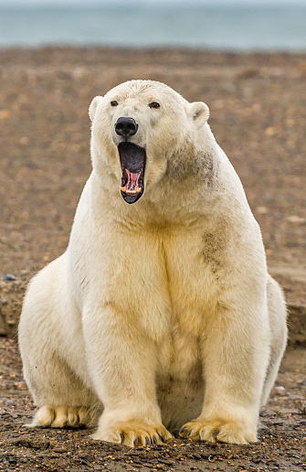 The polar bear (Ursus maritimus) is a bear native largely within the Arctic Circle encompassing the Arctic Ocean, its surrounding seas and surrounding land masses. It is the world's largest land carnivore and also the largest bear, together with the omnivorous Kodiak bear, which is approximately the same size.