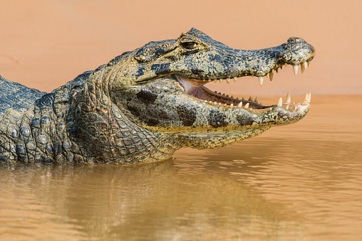 The Yacare caiman (Caiman yacare, is a species of caiman found in the Pantanal, Brazil.