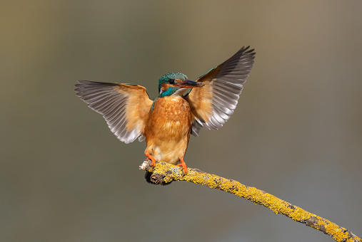 Female common kingfisher (Alcedo atthis) landing on a twig covered with lichen.