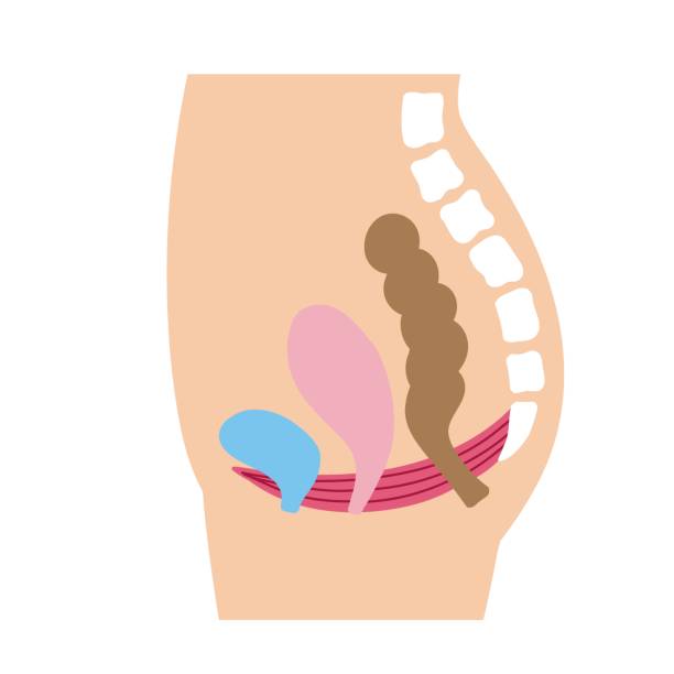 istock Pelvic floor muscle diagram An illustration 1225876905