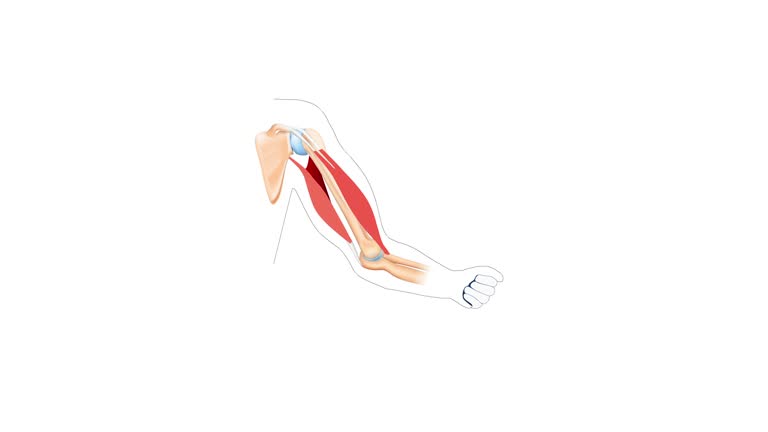 Movement of biceps and triceps when arm is flexing during training.