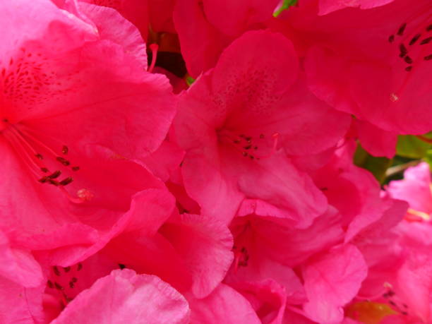 istock rhododendron flowers 1225879067
