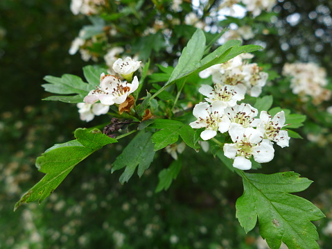 washington hawthorn tree in bloom