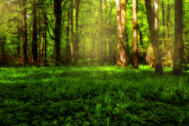 istock A fairy-tale green forest with magic pollen. 1225879106
