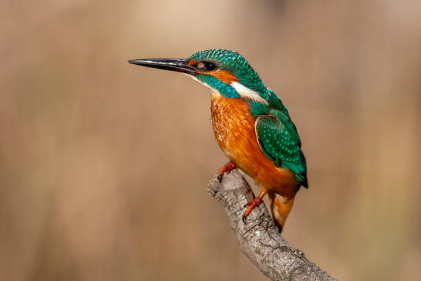 istock Colorful beautiful long-billed orange green fluffy bird waterside rascal 1225879504