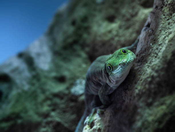 grüne eidechse im terrarium - chameleon africa rainforest leaf stock-fotos und bilder