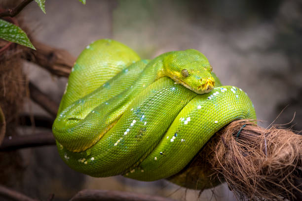 Emerald Amazonian Boa Detailed view of an Emerald Boa of the Amazon Forest. green boa snake corallus caninus stock pictures, royalty-free photos & images