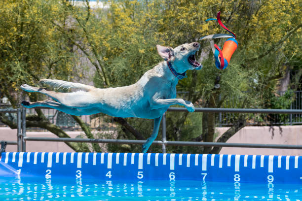 yellow labrador retriever over the water catching a toy - 3629 imagens e fotografias de stock