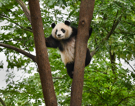Qinling panda (Ailuropoda melanoleuca qinlingensis) eating bamboo leaves.