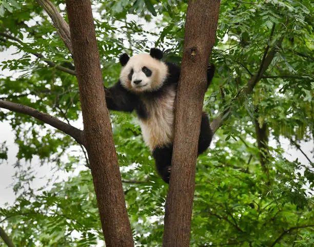 Photo of Giant Panda
