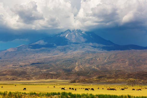 istock A herd of cows grazing on a Mount Ararat 1225882338