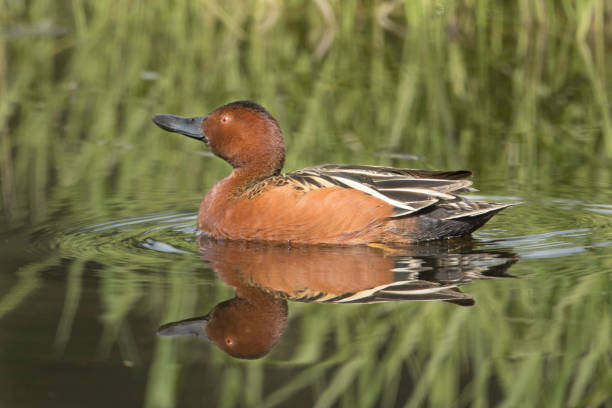 istock Cinnamon teal swims in calm water. 1225882353