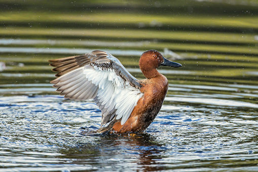 A cinnamon teal flaps its wings at Hauser lake, Idaho.