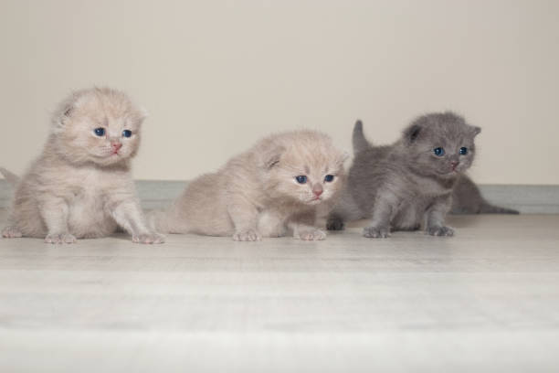 baby british cats. - animal black brown canine imagens e fotografias de stock