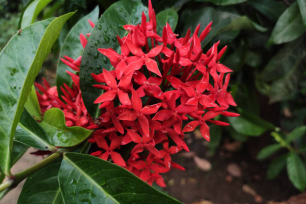 istock red flower in garden 1225886220