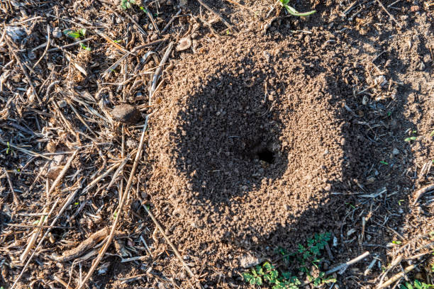 Snake nest in nature in Lesbos, Greece.