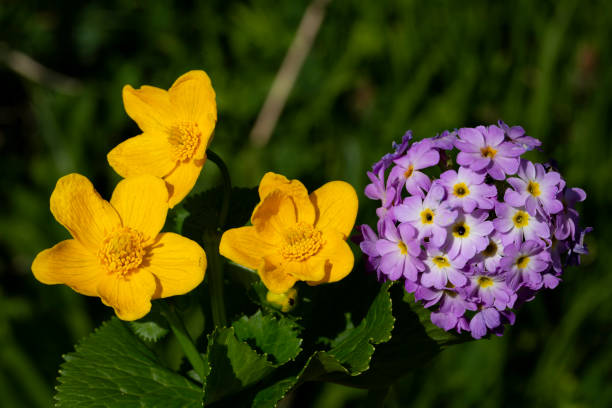 istock Drumstick primula (Primula denticulata) flowering in a spring garden 1225887019