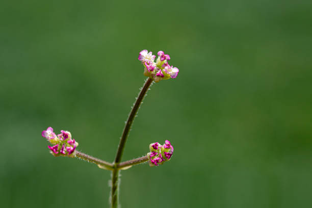 istock plant, leaf pattern and colorful flower 1225888727