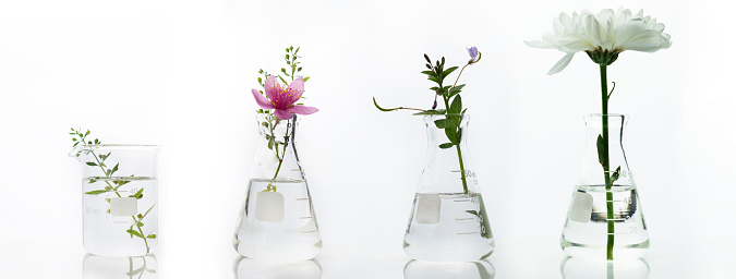 glass flask and beaker with nature pink white flower and green plant biotechnology cosmetic science white web banner background