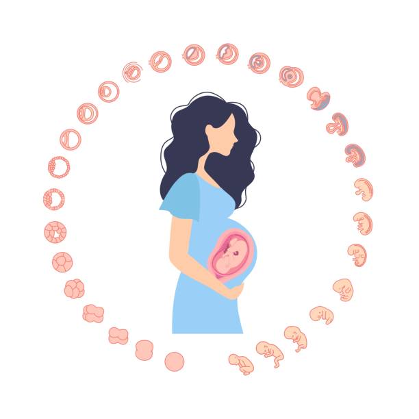 silhouette beautiful pregnant woman. stages of fetal development. silhouette beautiful pregnant woman with hand on her stomach, holding stroking her bump. stages of fetal development. isolated on white background. Pregnancy. human blastocyst stock illustrations